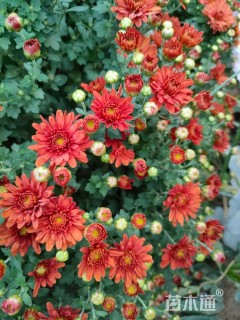 高度40厘米千头菊