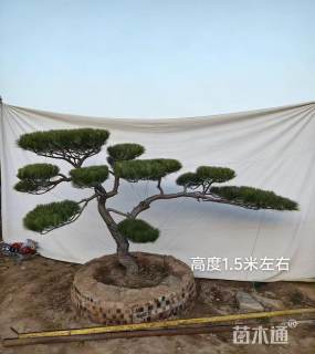 22公分造型黑松