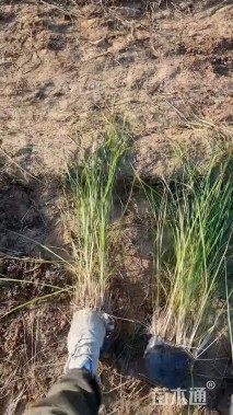 高度100厘米羽绒狼尾草