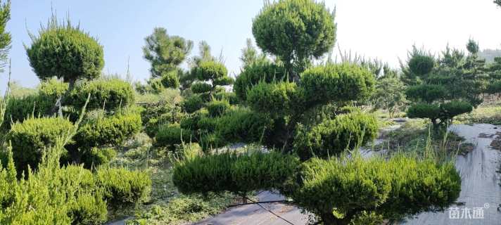 10公分造型龙柏