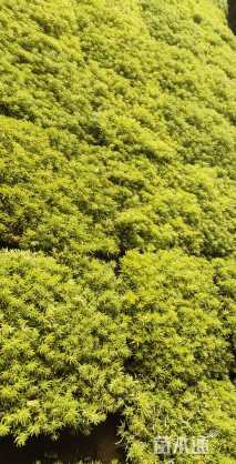 高度3厘米中华景天