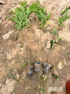 高度40厘米紫穗槐