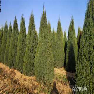 高度300厘米蜀桧