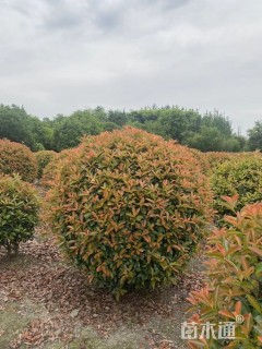 冠幅150厘米红叶石楠球