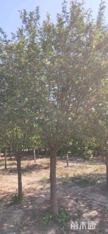 10公分绚丽海棠