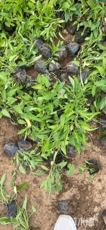 高度15厘米紫花地丁