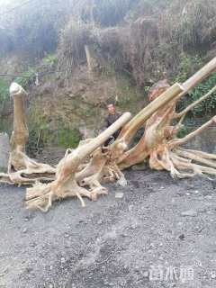 高度500厘米马灵光