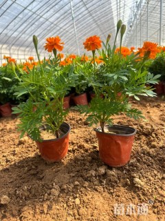 高度18厘米孔雀草