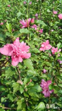 高度100厘米丛生木槿