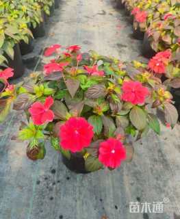 高度15厘米超级凤仙花