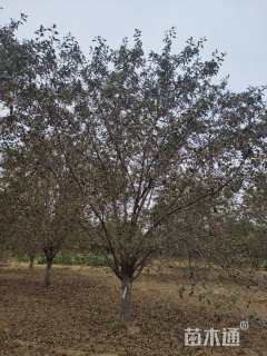 12公分绚丽海棠