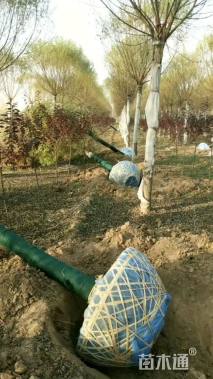 13公分嫁接垂柳