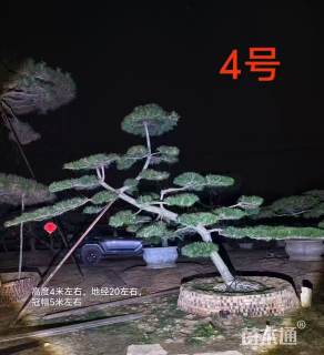 精品斜飘造型黑松