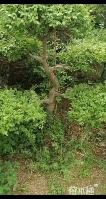 10公分造型小叶女贞