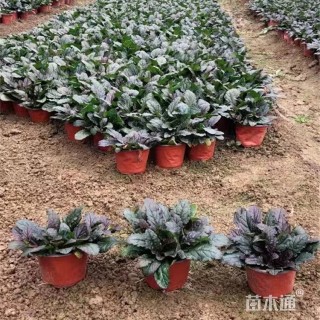 高度15厘米筋骨草