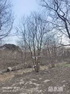 40公分(5杆)丛生乌桕