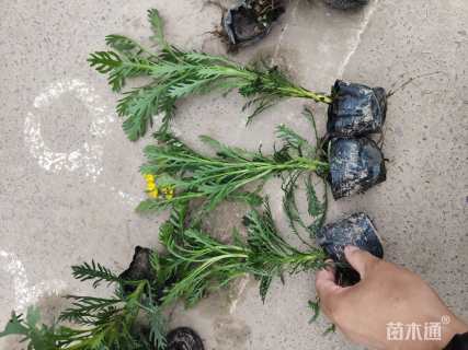 高度25厘米黄金菊