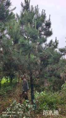 高度700厘米油松