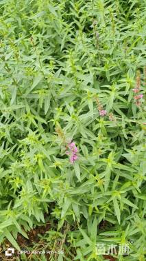 高度15厘米千屈菜