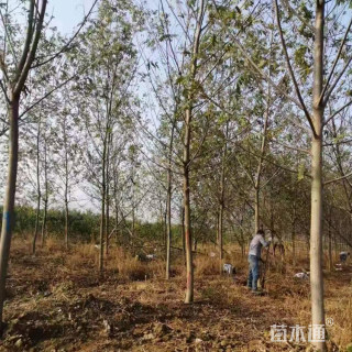 16公分枫杨