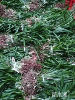 高度20厘米吉祥草