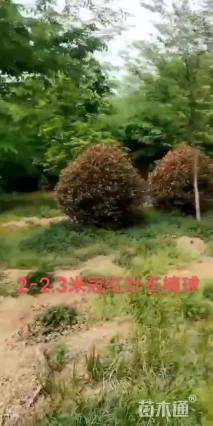 冠幅200厘米红叶石楠球