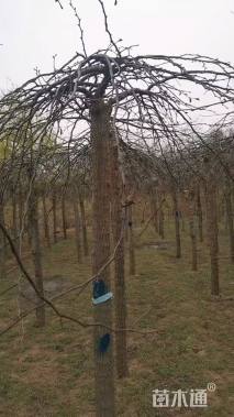 12公分大叶垂榆