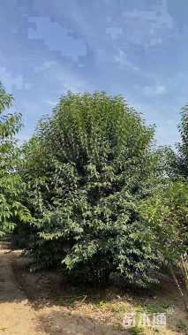 高度500厘米丛生大叶女贞