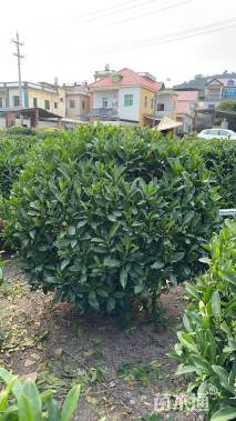 高度80厘米非洲茉莉球