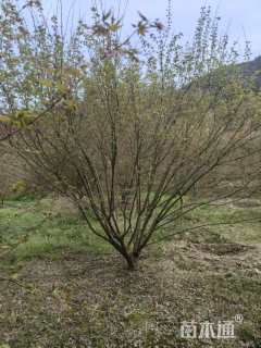 高度350厘米丛生鸡爪槭