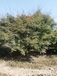 15公分日本红枫