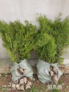 高度80厘米侧柏