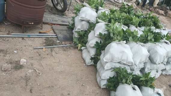 高度25厘米八角金盘