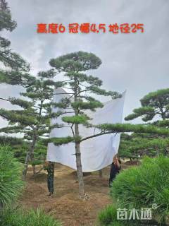 25公分造型黑松