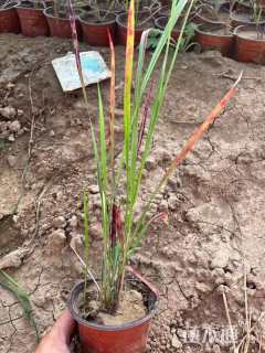 高度20厘米日本血草