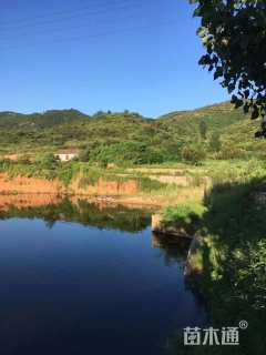 10公分山楂树