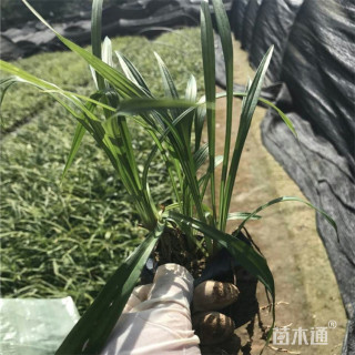 高度40厘米吉祥草