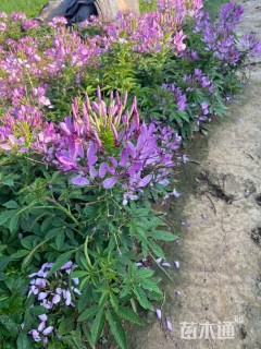 高度16厘米醉蝶花