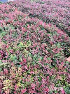 高度30厘米南天竹