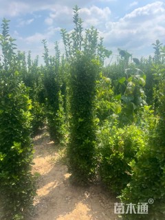 高度150厘米大叶黄杨柱