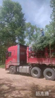 高度200厘米云杉