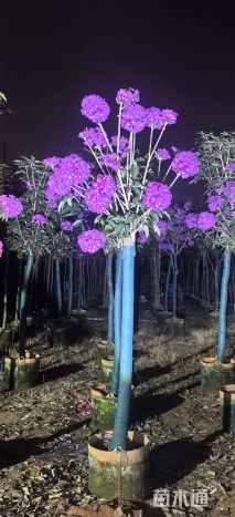 8公分紫花风铃木