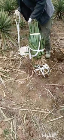 高度50厘米凤尾兰