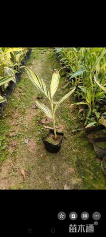 高度20厘米花叶良姜