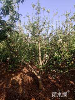 22公分八棱海棠