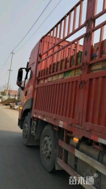 高度40厘米鸢尾