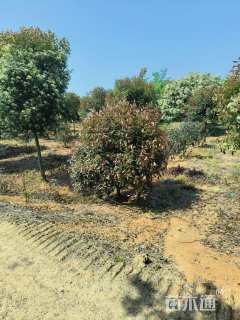 冠幅150厘米红叶石楠球