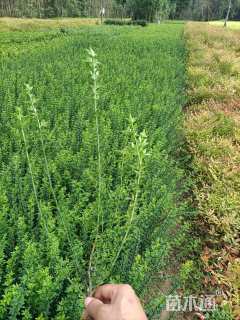 高度55厘米迎春花