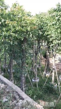 12公分复羽叶栾树