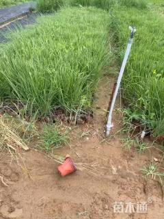 高度80厘米荻草